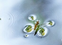 009 - petite camarque